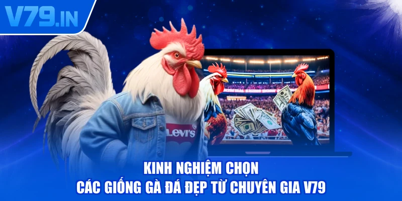 Kinh nghiệm chọn các giống gà đá đẹp từ chuyên gia V79